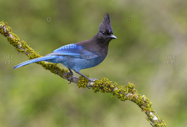 A deseased Blue Jay with its wings spread stock photo - OFFSET