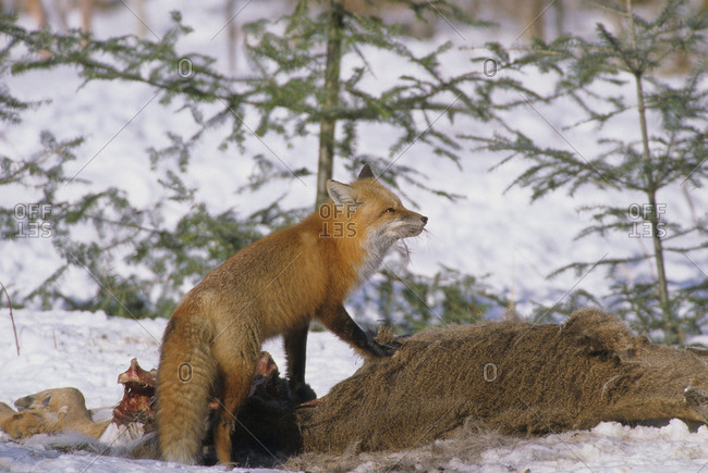 Red Fox (Vulpes vulpes) Adult pulling hair from White-tailed Deer (Odocoileus virginianus) carcass to access meat\
Central Ontario, Canada