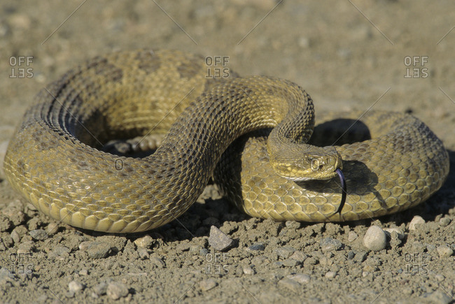 Prairie Rattlesnake (Crotalus viridis) Adult (Western & Plains Rattlesnake) is equipped with powerful venom to kill prey quickly If threatened, will vibrate their tails, producing a unique rasping sound to warn intruders Grasslands National Park, southwes