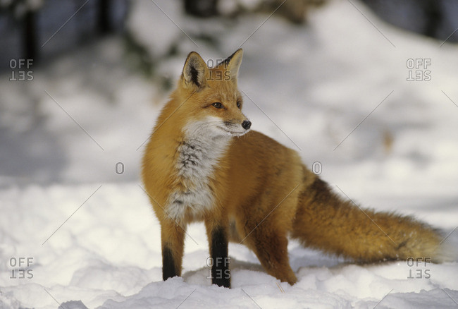 Red Fox (Vulpes vulpes) Adult difficult to observe being shy & primarily nocturnal Thick coat provides warmth in winter Algonquin Provincial Park, Ontario, Canada
