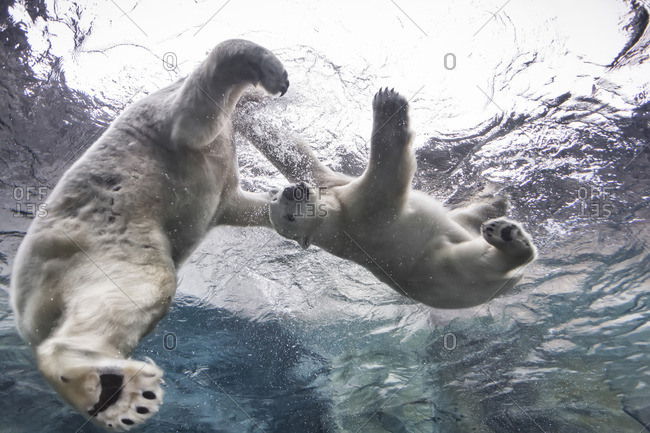 Polar Bears playing underwater at the Journey to Churchill, Assiniboine Park Zoo, Winnipeg, Manitoba, Canada