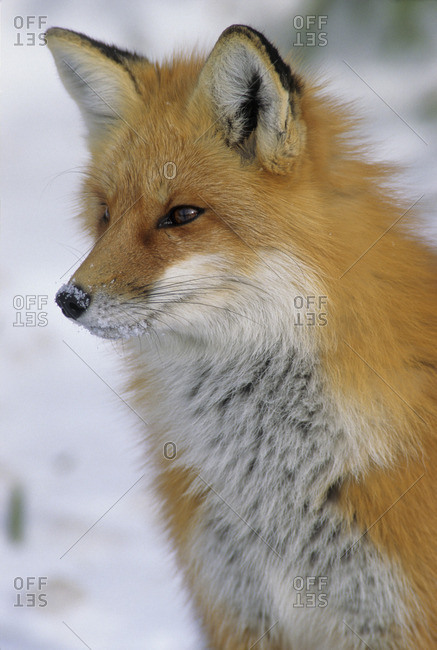 Red Fox (Vulpes vulpes) Adult Believed to be extremely cautious & capable of learning from experience Algonquin Provincial Park, Ontario, Canada