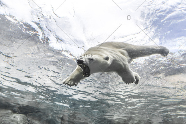 Polar Bear (Ursus maritimus), attacking while swimming underwater at the Journey to Churchill, Assiniboine Park Zoo, Winnipeg, Manitoba, Canada