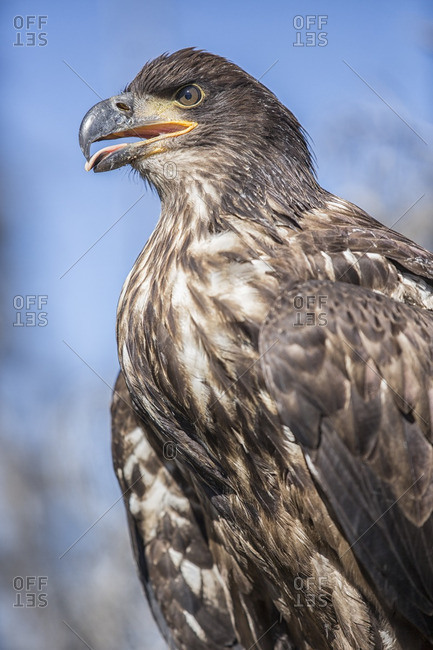 Immature Bald Eagle Haliaeetus Leucocephalus Stock Photo Offset