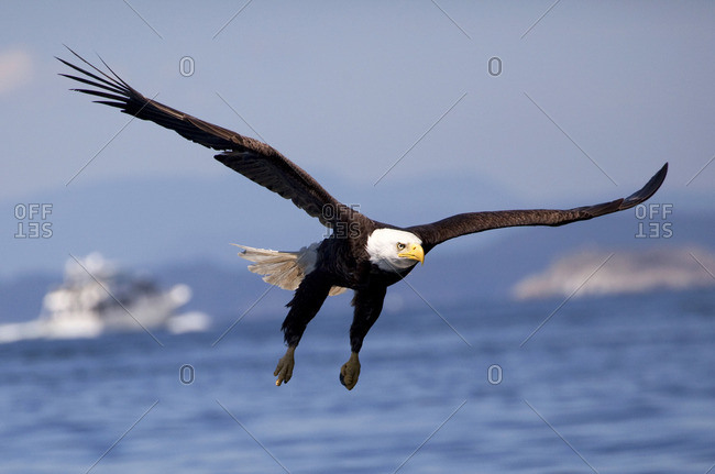 Bald Eagle (Haliaeetus leucocephalus) in Flight, Raptor, Fishing, Summer, blue sky, sunshine, pleasure craft, Islands, calm ocean waters, Lund, BC, Salish Sea, Strait of Georgia
