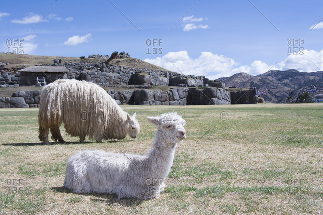 Llamas at Sacsayhuaman arguably is the most impressive of all the ancient sites in Peru , Cuzco, Peru