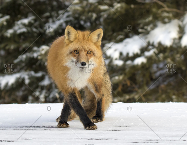 The red fox, (Vulpes vulpes), is the largest of the true foxes and the most abundant wild member of the Carnivora