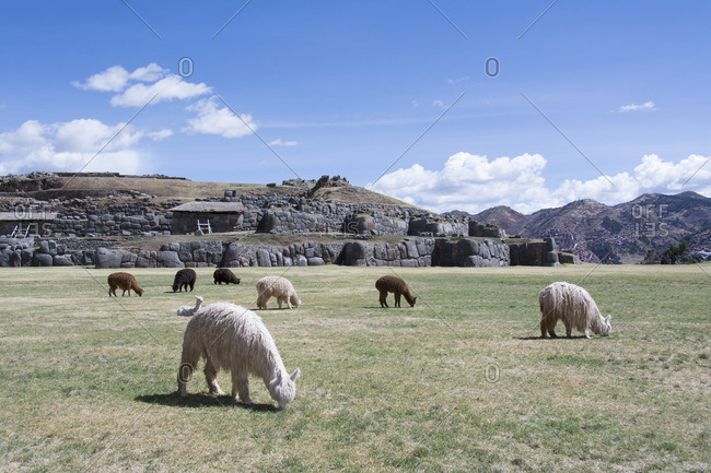 Llamas at Sacsayhuaman arguably is the most impressive of all the ancient sites in Peru , Cuzco, Peru