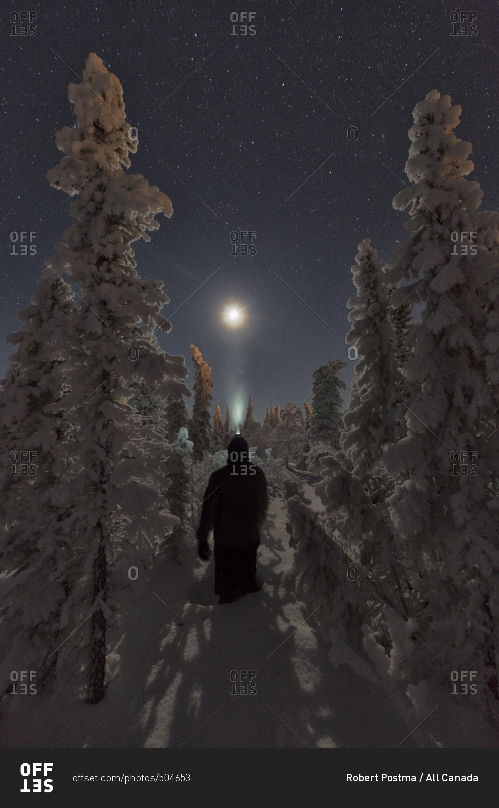 Person standing in the snow surrounded by snow covered trees while looking at the moon, Old Crow, Yukon