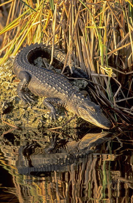 Basking American alligator (Alligator mississippiensis), Florida, USA