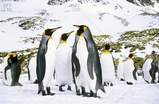 Courting king penguins (Aptenodytes patagonicus) Salisbury Plain, South Georgia Island, southern Atlantic Ocean