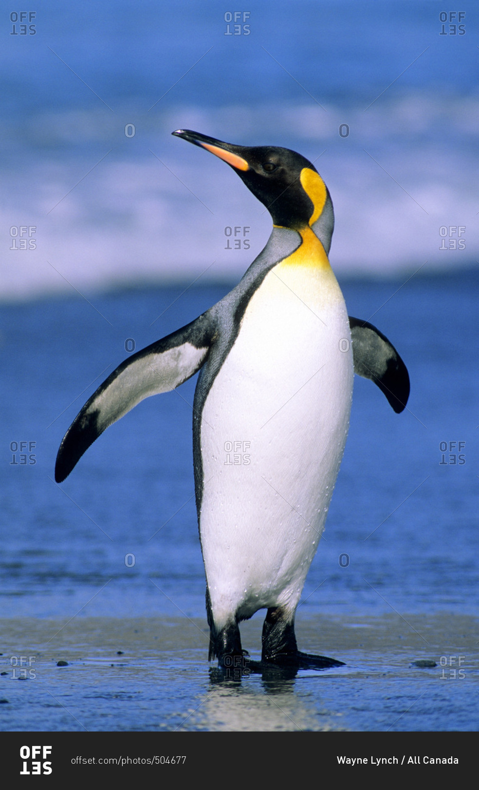 King penguin (Aptenodytes patagonicus) coming ashore after foraging at sea, Salisbury Plains, South Georgia Island, southern Atlantic Ocean