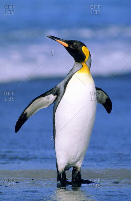 King penguin (Aptenodytes patagonicus) coming ashore after foraging at sea, Salisbury Plains, South Georgia Island, southern Atlantic Ocean