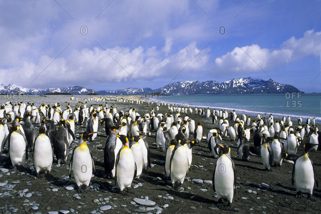 King penguins (Aptenodytes patagonicus) loafing on the beach at Salisbury Plains, South Georgia Island, southern Atlantic Ocean