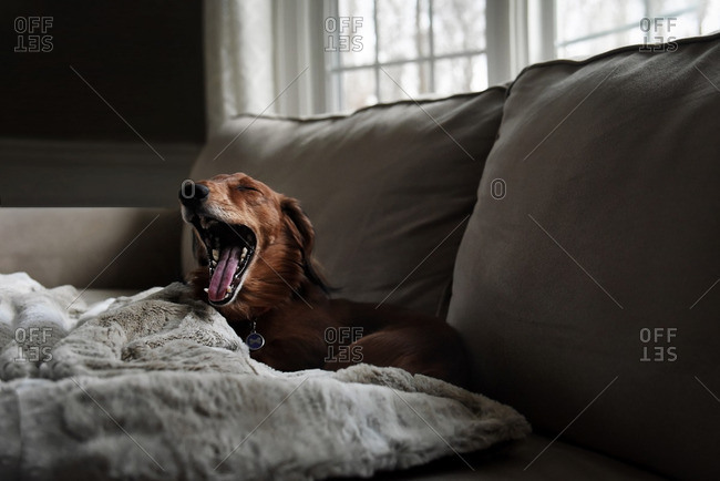 Dog yawns on a couch