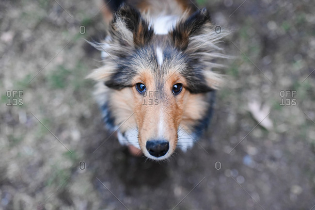 amber hill shelties