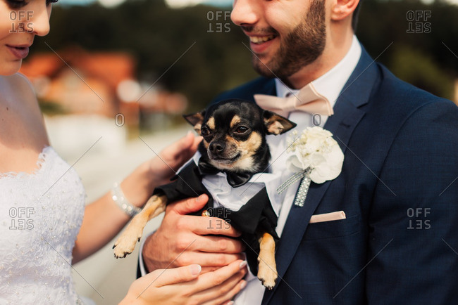 chihuahua tuxedo outfit