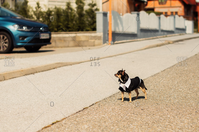 Chihuahua dressed in tuxedo outfit