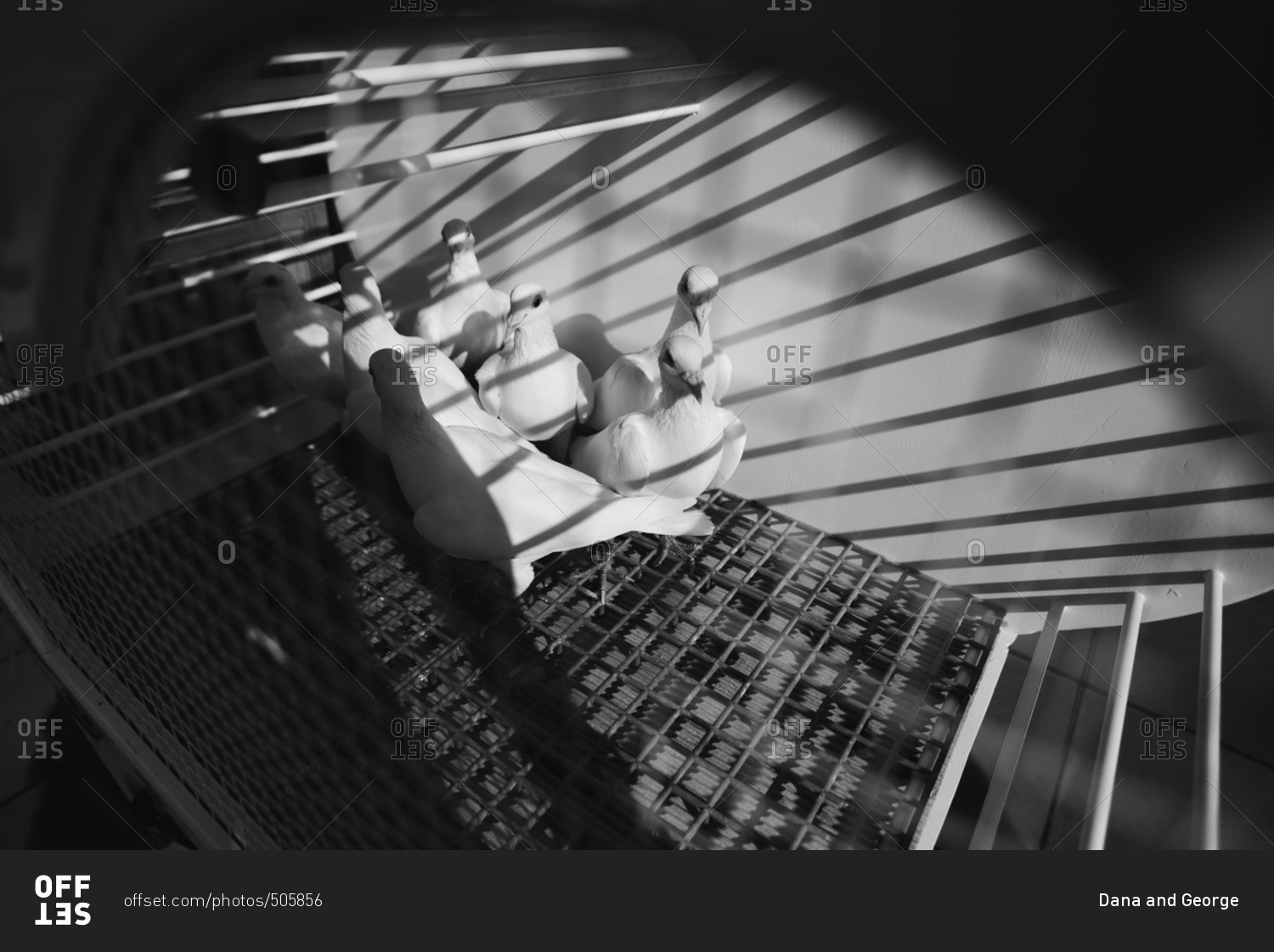 Release doves in a cage in black and white