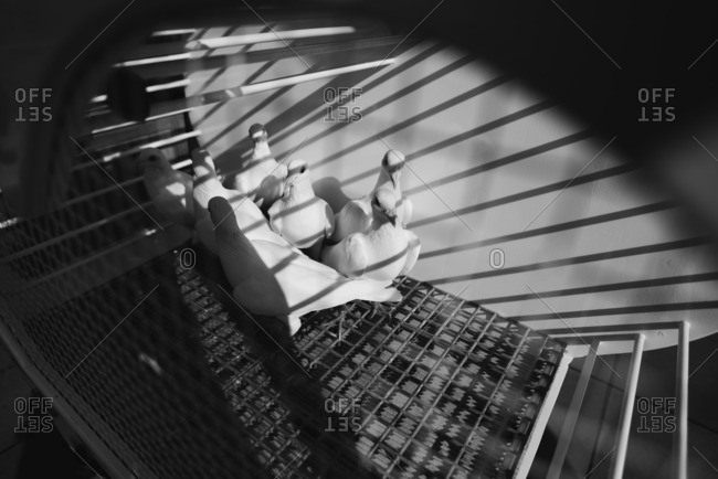 Release doves in a cage in black and white
