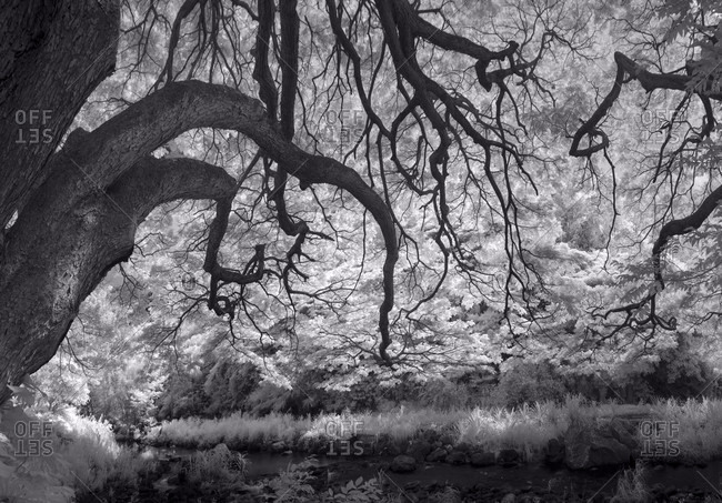A slightly creepy looking scene at waimea valley with the monkey pods captured in infrared