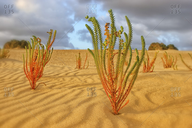 Sand dunes with black volcanic mountains in background at canary islands, spain