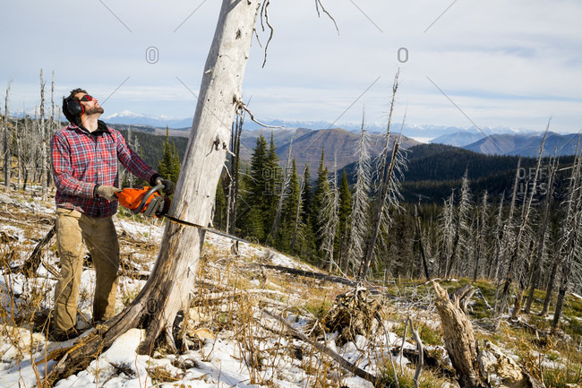 Man cutting down a tree trunk of dead tree for camping in Montana, usa