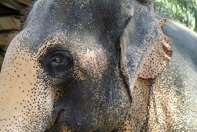 Close-up of a elephant losing skin pigment