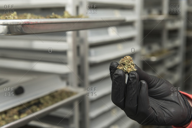 Person Hand Holding A Marijuana Buds In A Drying Room Stock