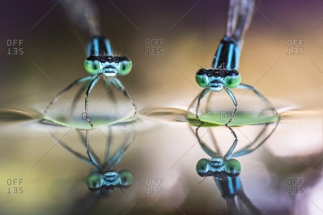 Two damselflies on leaves