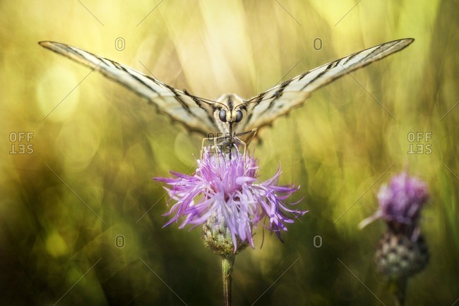 Butterfly on thistle