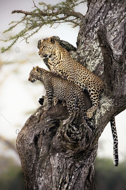 Leopard with cub