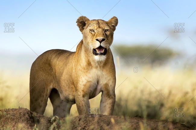 Lioness in the wild