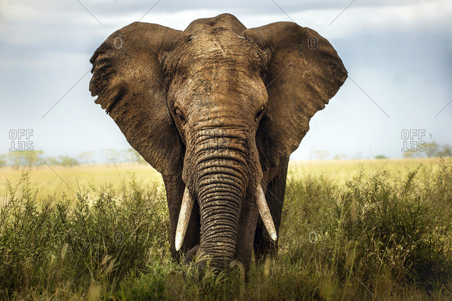 African elephant