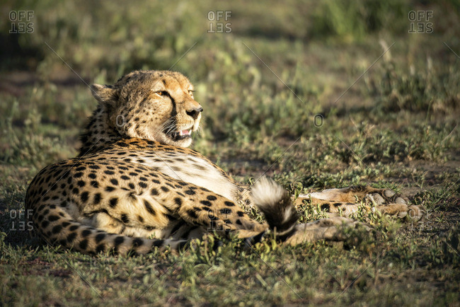 Cheetah resting