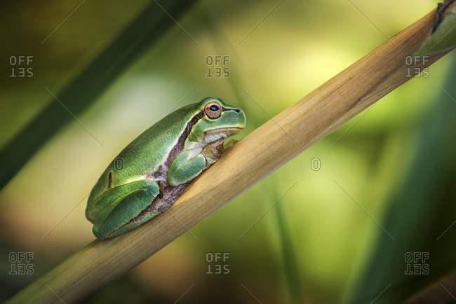 Frog on plant stem