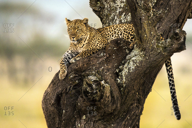 Leopard resting