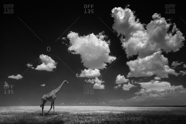 Giraffe on plain