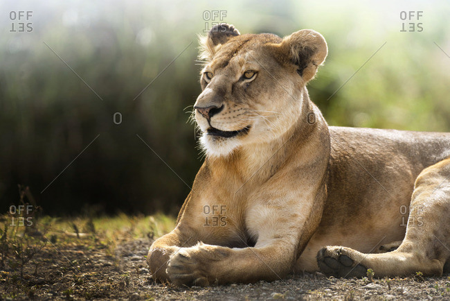 Lioness lying down