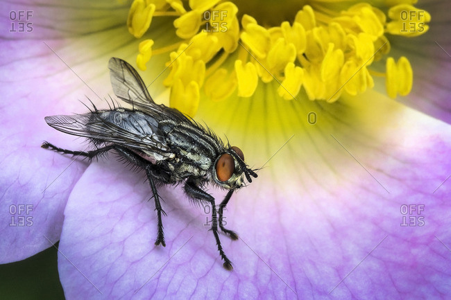 Fly on a wild flower