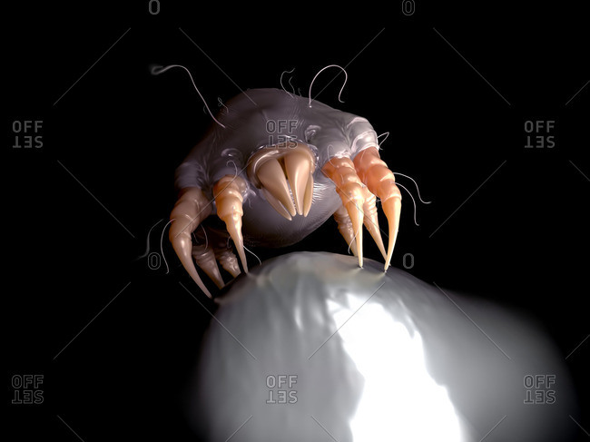 Dust mite on needle, illustration