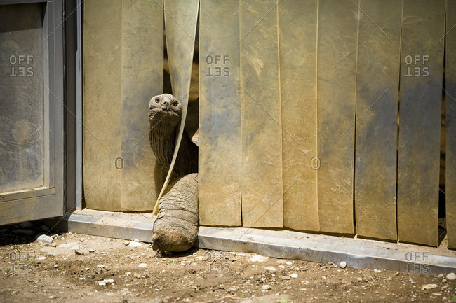 Turtle coming out of blinds in zoo