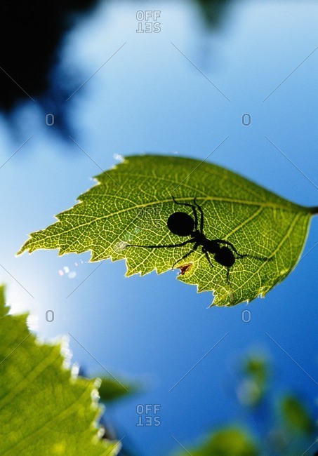 Wood ant on leaf with sunlight falling on it