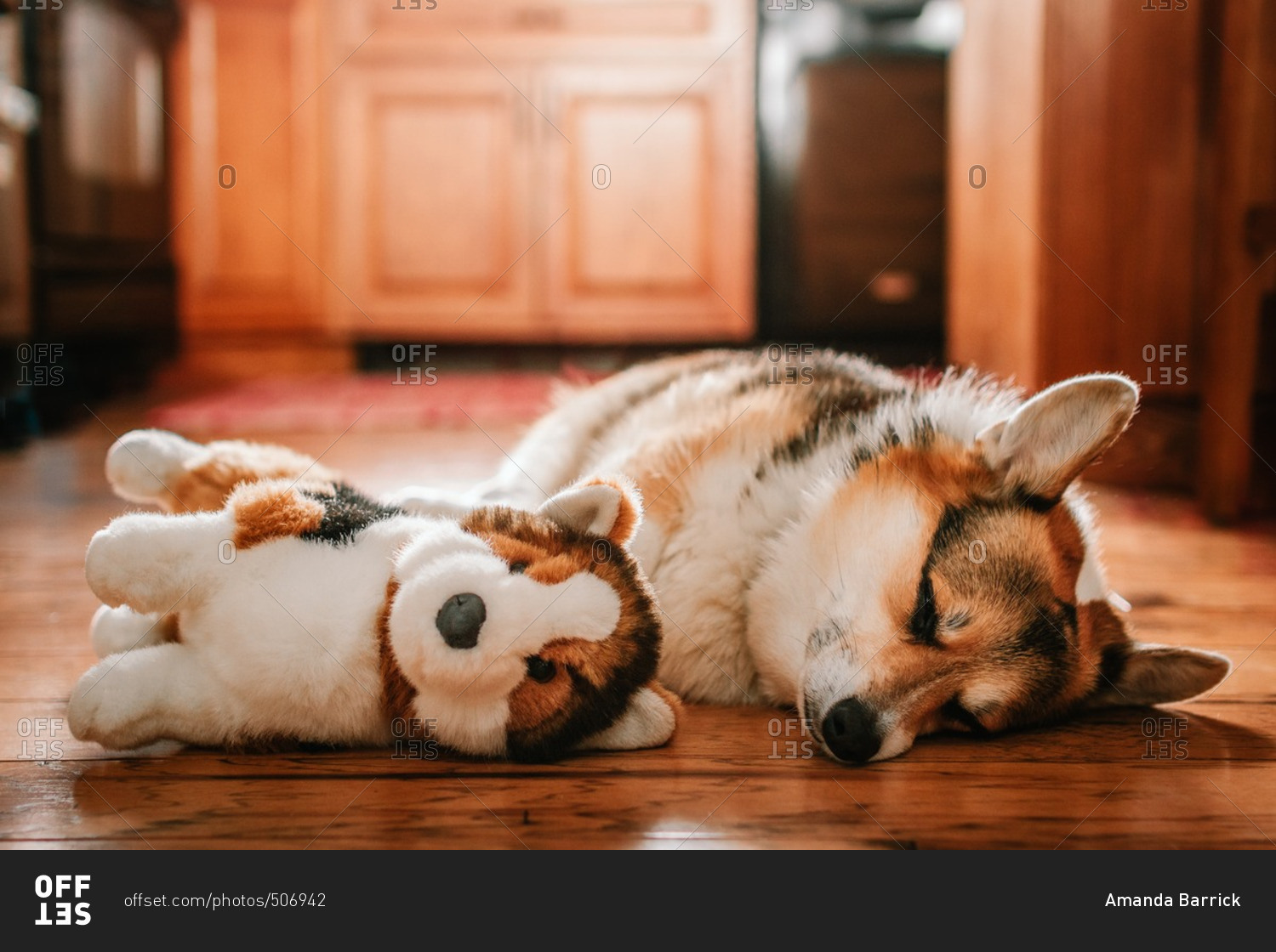 Corgi dog napping next to a stuffed dog on a floor