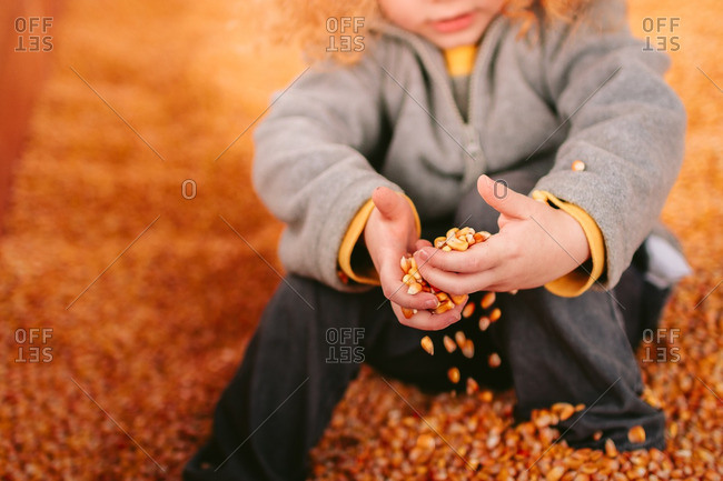 Boy sitting in a corn pit holding kernels of corn