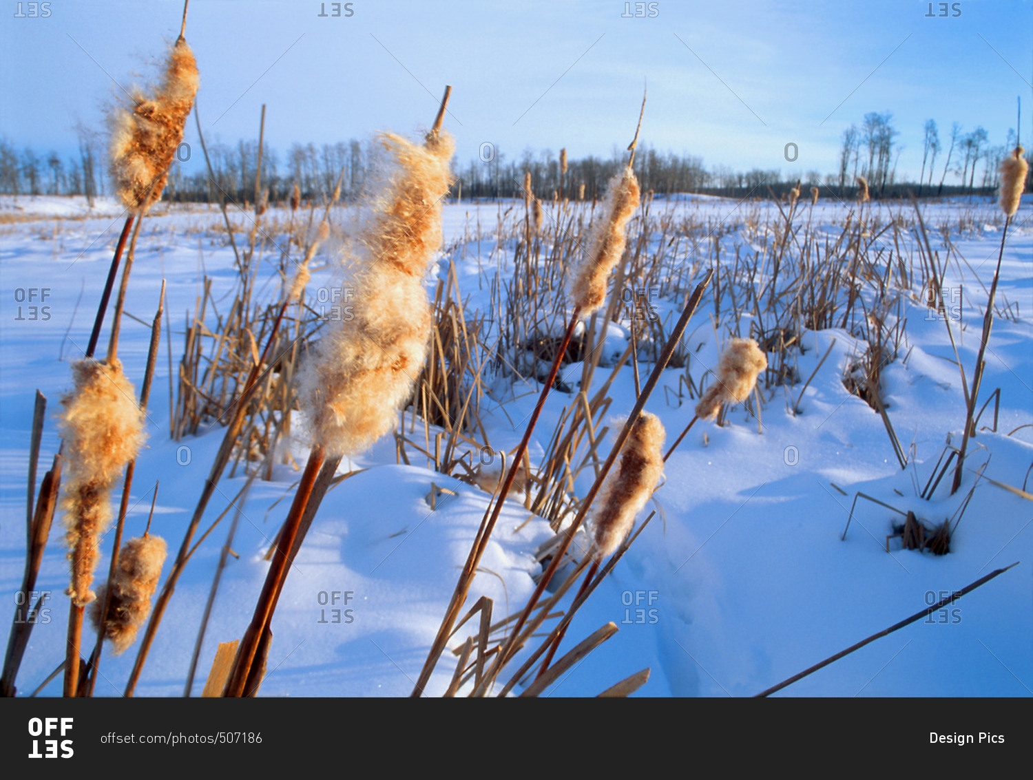 Bulrushes In Snowy Field