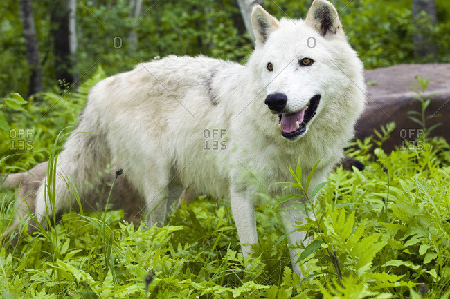 Adult Wolf In Forest Minnesota Spring Captive