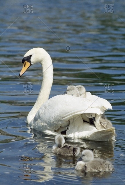 Swan And Cygnets; Clonmel, Co Tipperary, Ireland