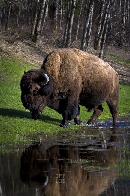 Buffalo By River Bank