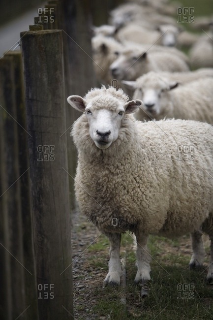 Sheep in pasture